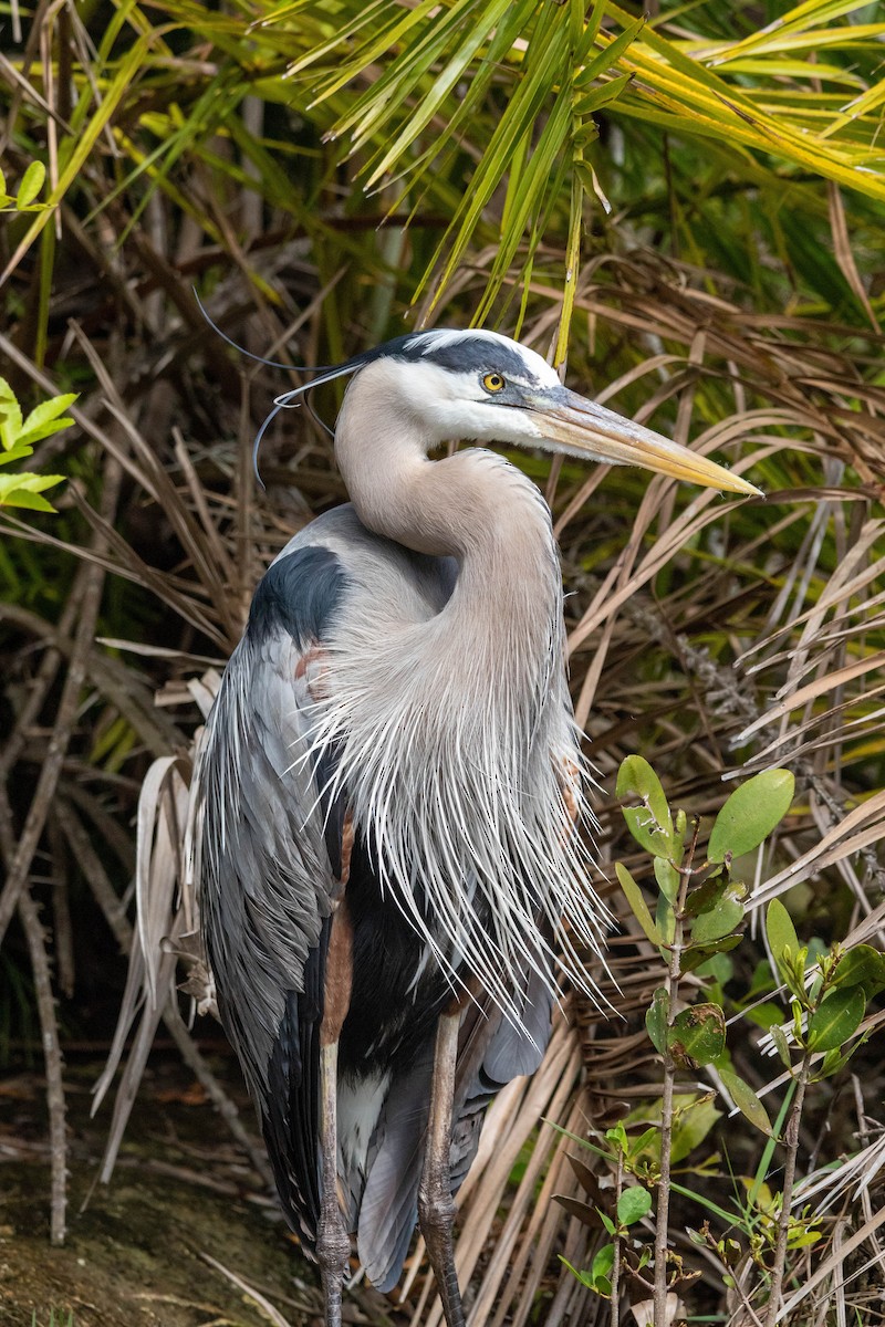 Great Blue Heron - Lucas Pittman