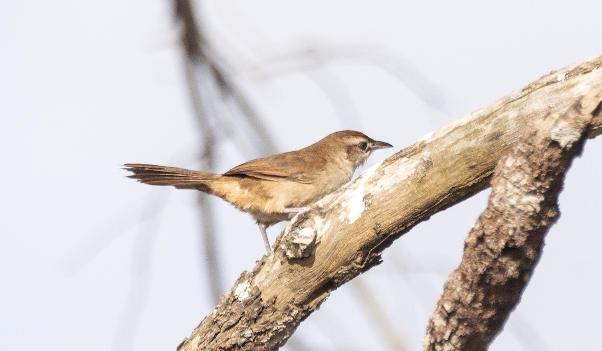 Rufous-fronted Thornbird (Rufous-winged) - ML625844718