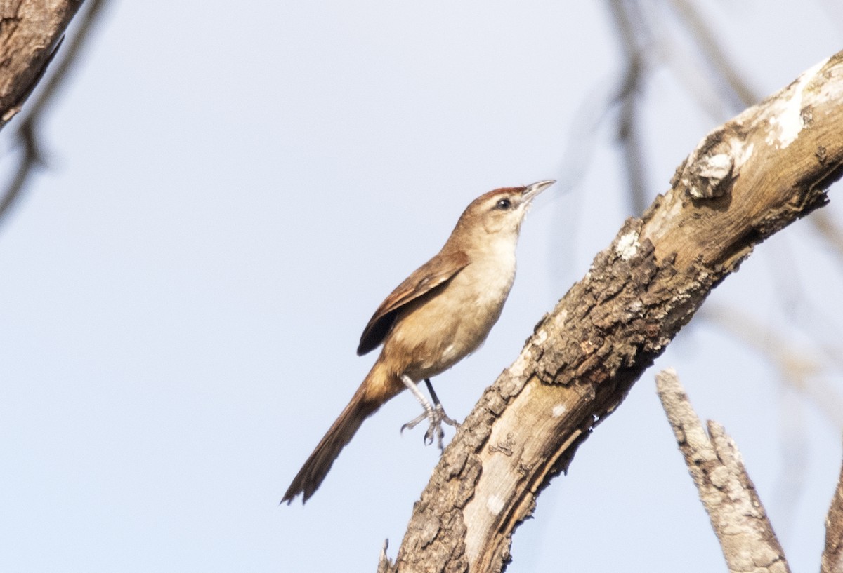Rufous-fronted Thornbird (Rufous-winged) - ML625844719