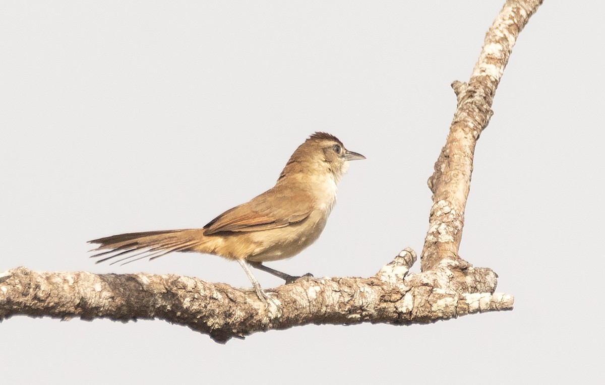 Rufous-fronted Thornbird (Rufous-winged) - ML625844720