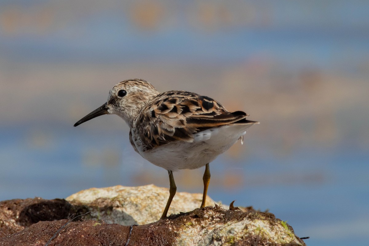 pygmésnipe - ML625844747