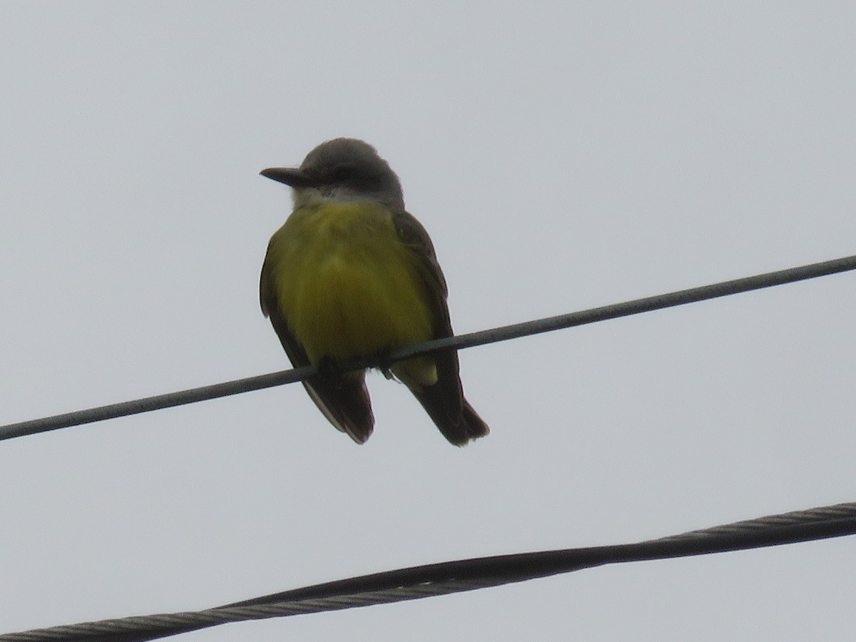 Tropical Kingbird - ML625844920