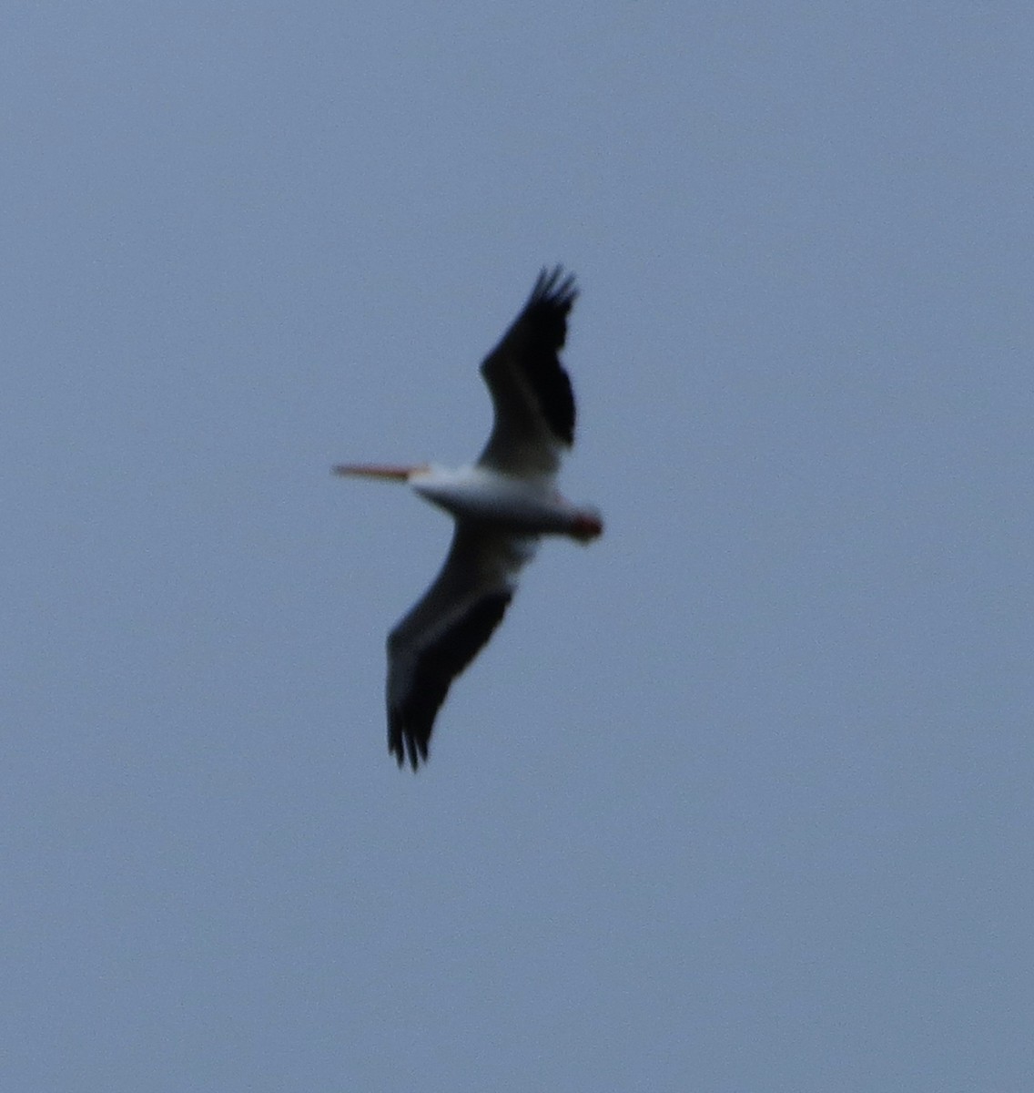 American White Pelican - ML625845005