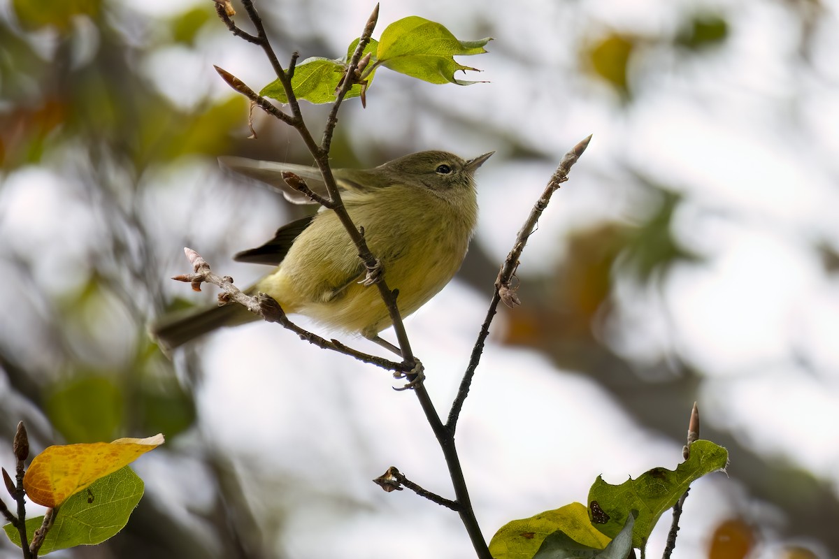 Orange-crowned Warbler - ML625845078