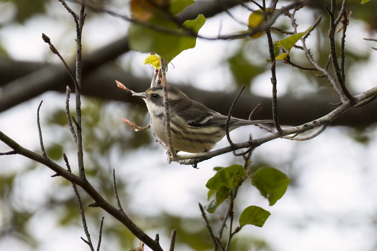 Black-throated Gray Warbler - ML625845140