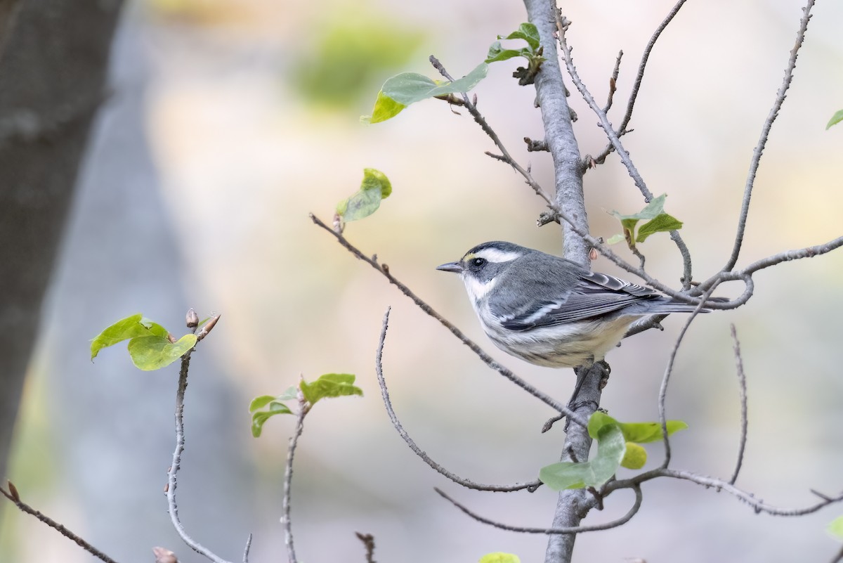 Black-throated Gray Warbler - ML625845142