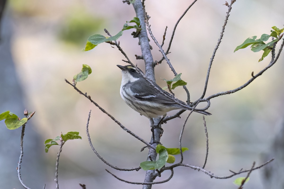 Black-throated Gray Warbler - ML625845145