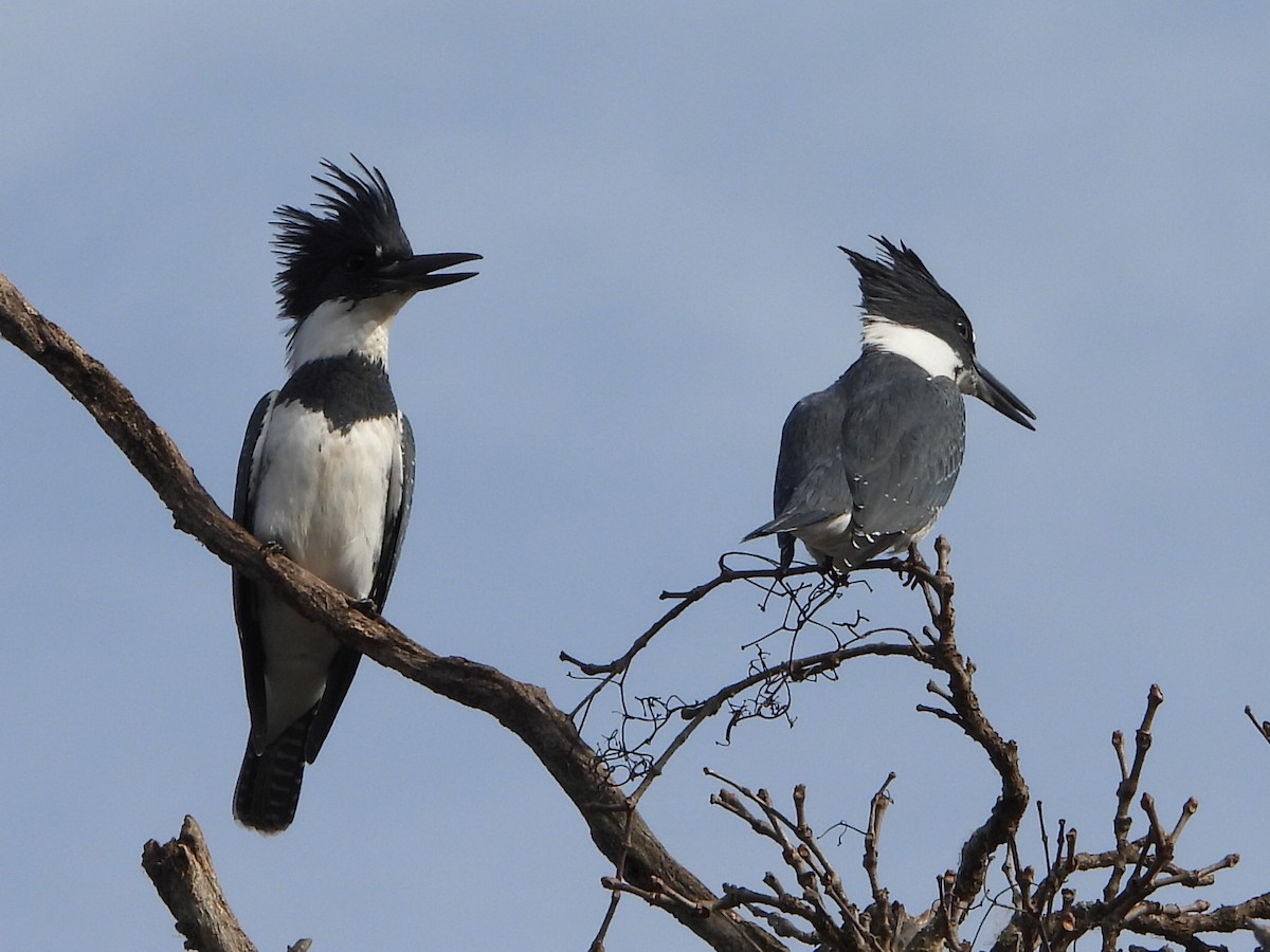 Belted Kingfisher - ML625845149