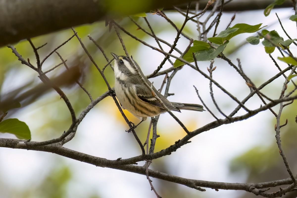 Black-throated Gray Warbler - ML625845160