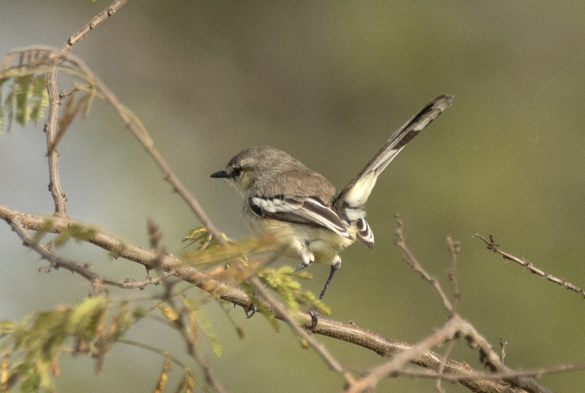 Bahia Wagtail-Tyrant - ML625845241