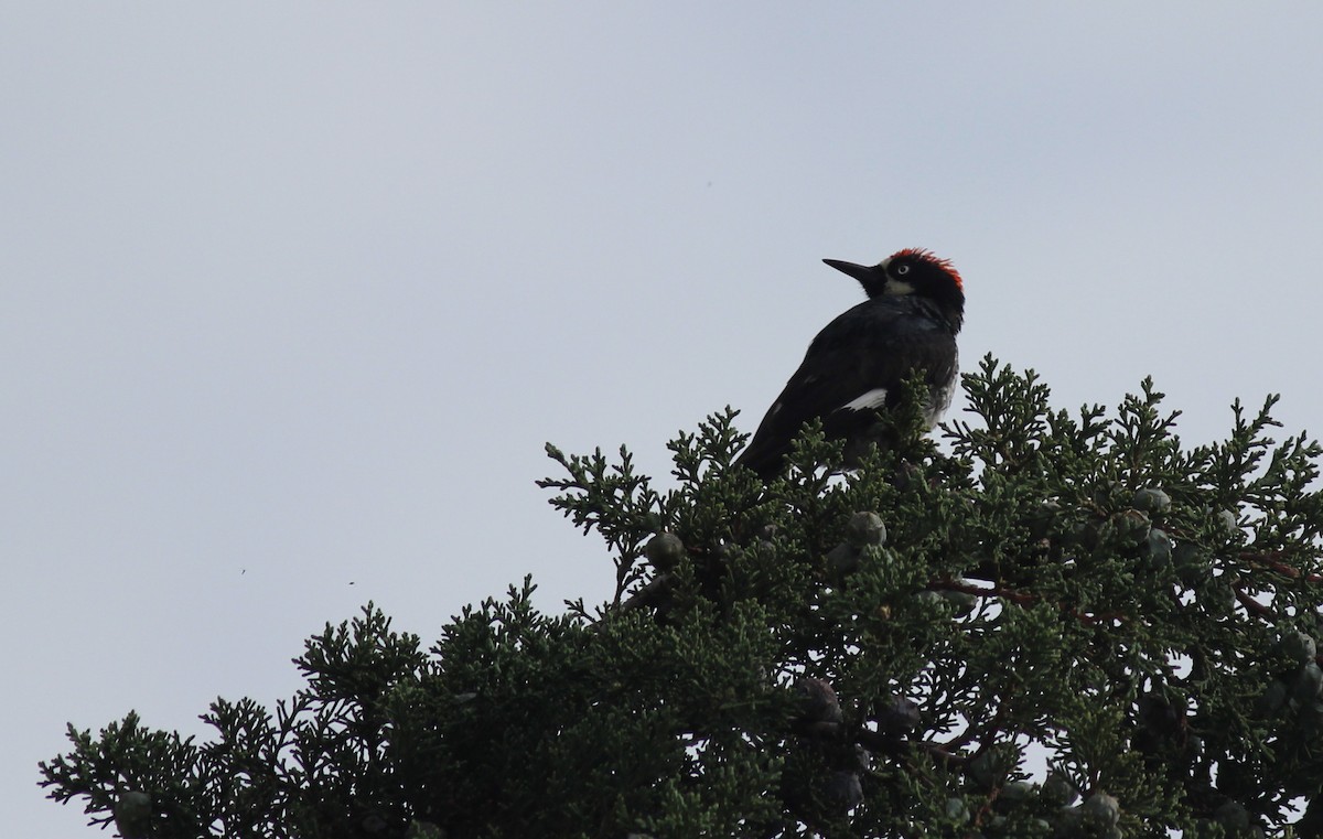 Acorn Woodpecker - Manuel Becerril González