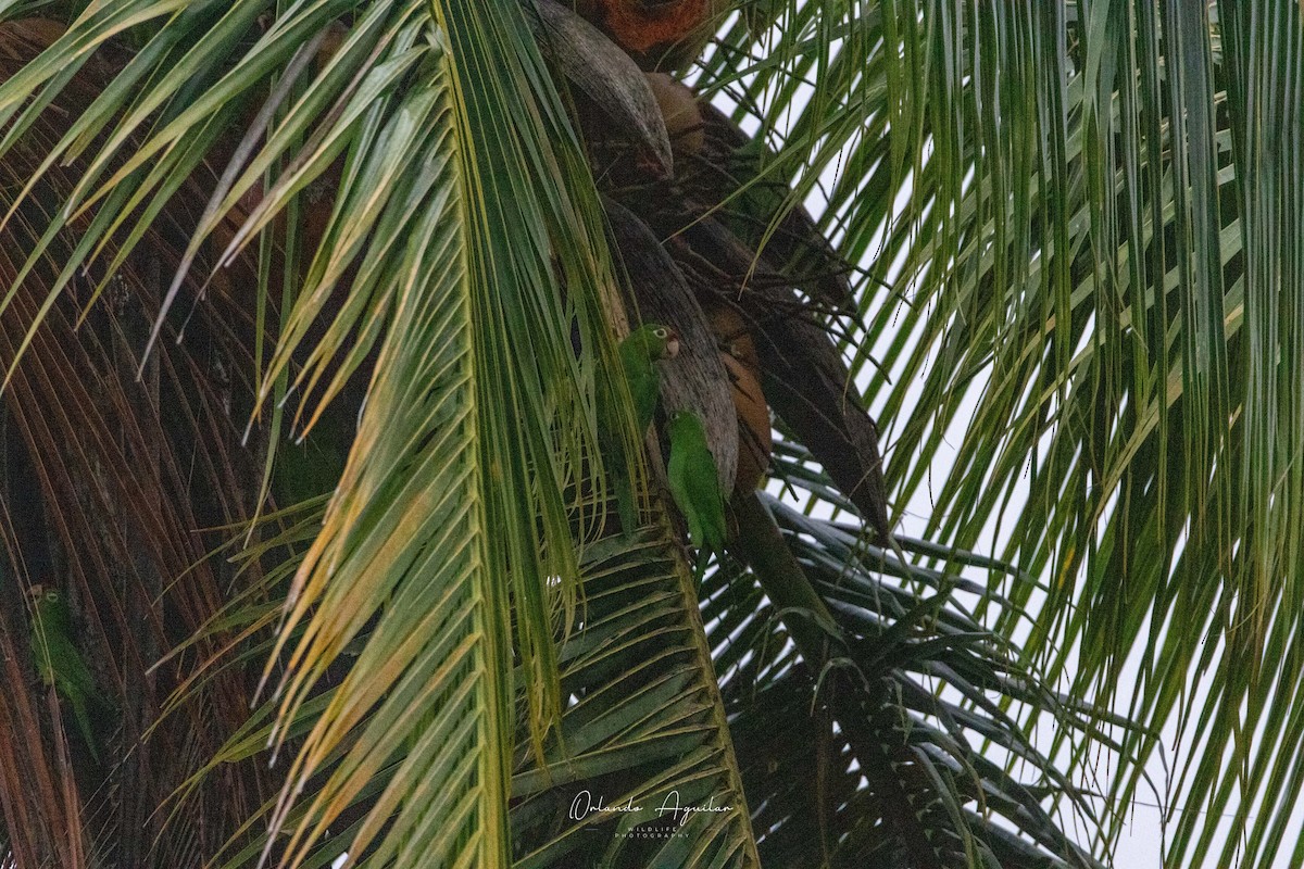 Crimson-fronted Parakeet - ML625845377