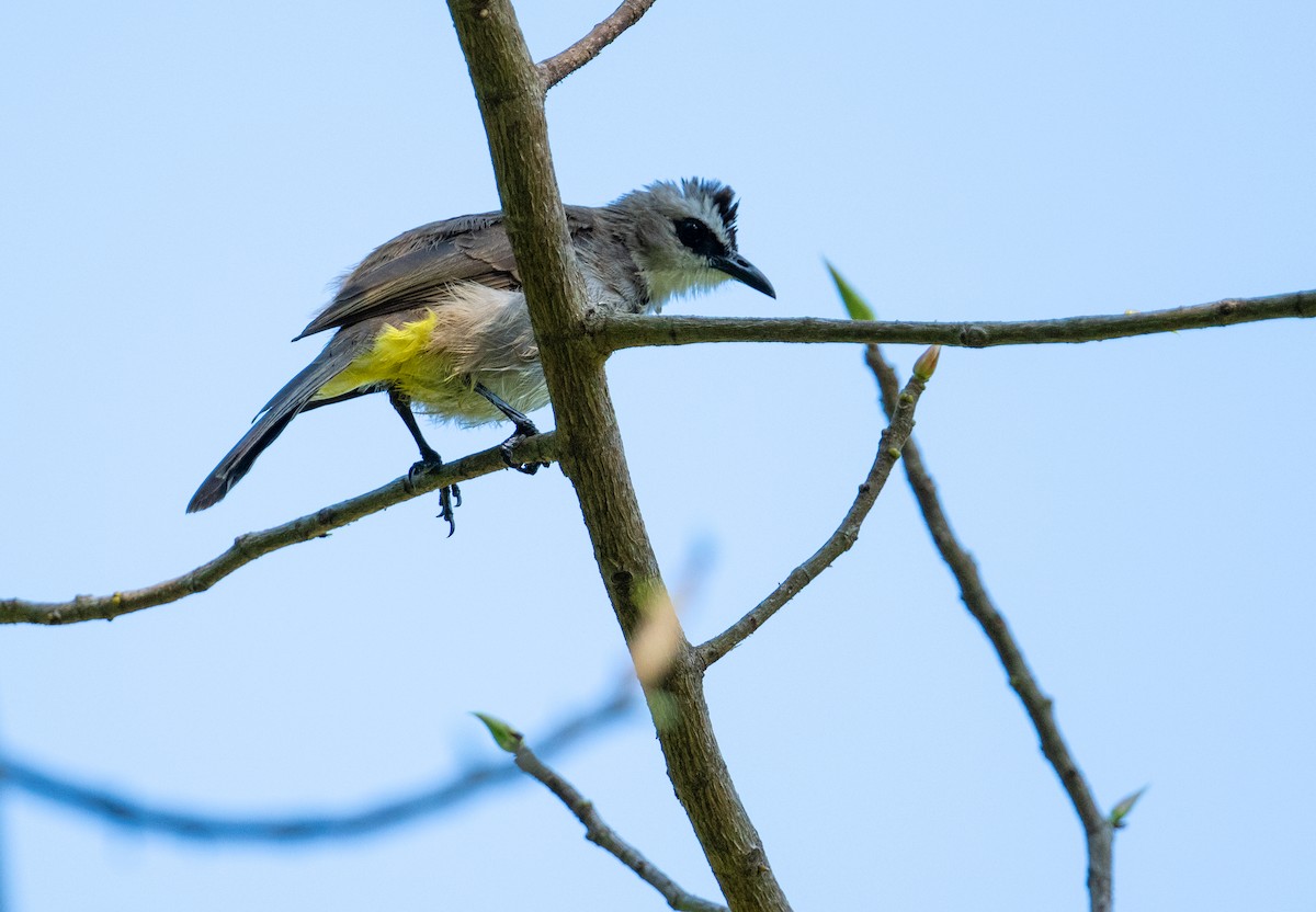 Yellow-vented Bulbul - ML625845388