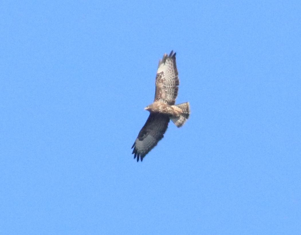 Common Buzzard - ML625845389