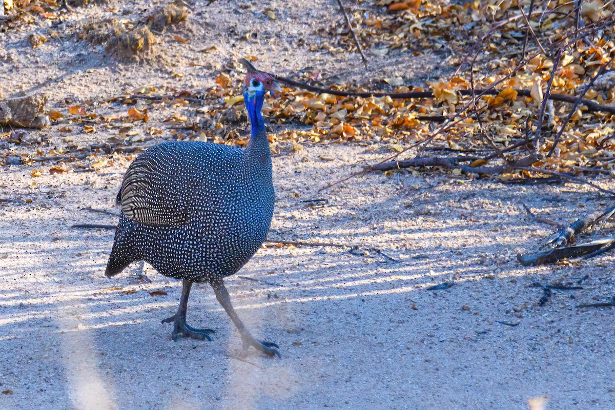 Helmeted Guineafowl - ML625845392