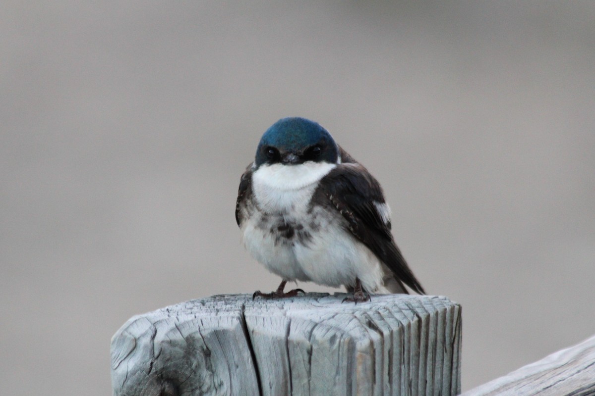 Tree Swallow - ML625845395