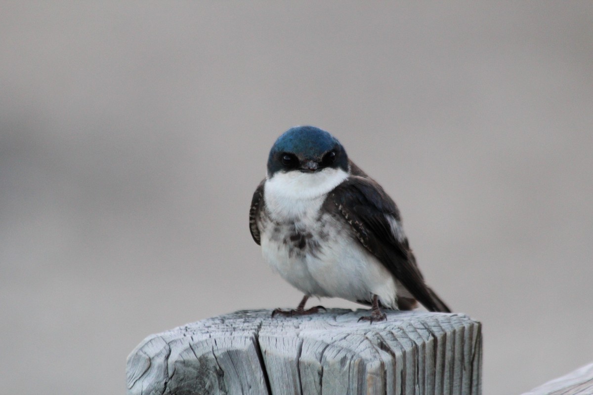 Tree Swallow - ML625845396