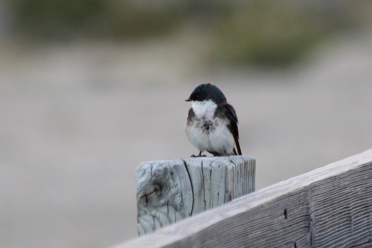 Tree Swallow - ML625845397