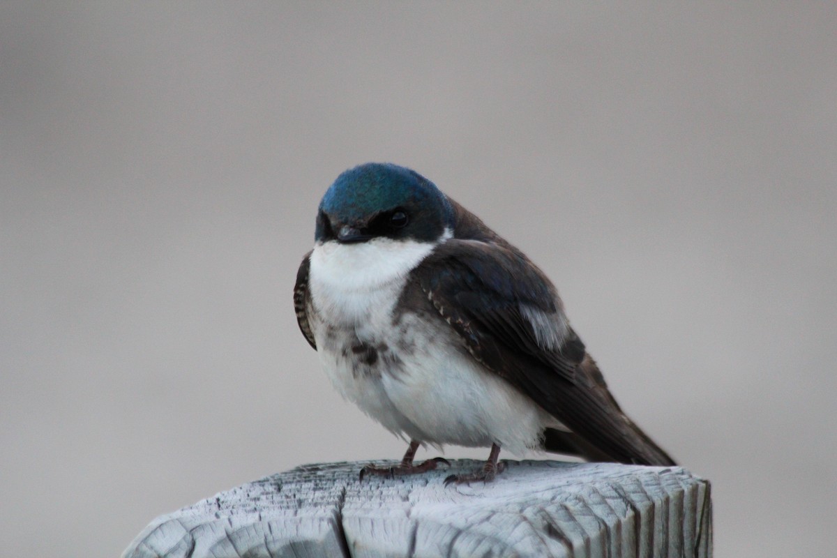 Tree Swallow - ML625845398