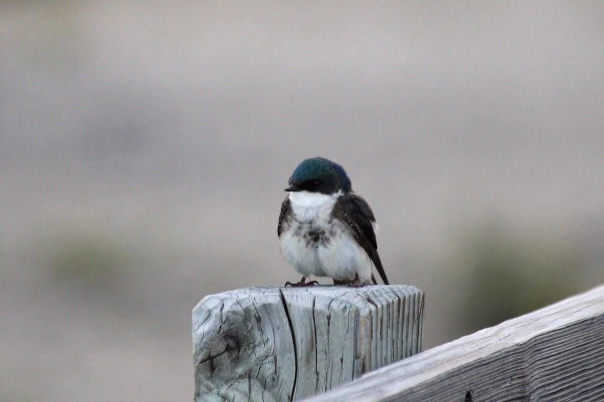 Tree Swallow - ML625845399