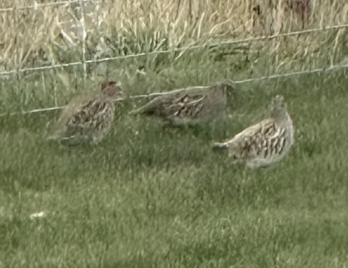 Gray Partridge - ML625845400