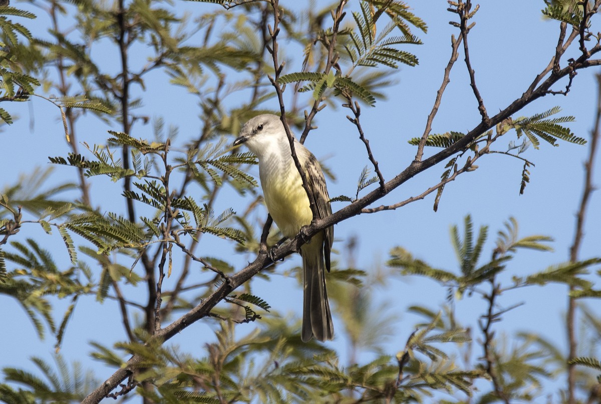 Suiriri Flycatcher - ML625845402