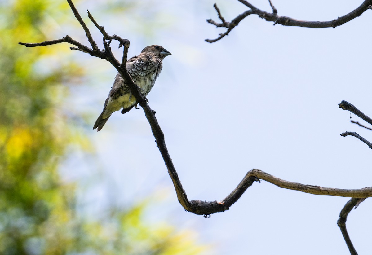 Scaly-breasted Munia - ML625845403