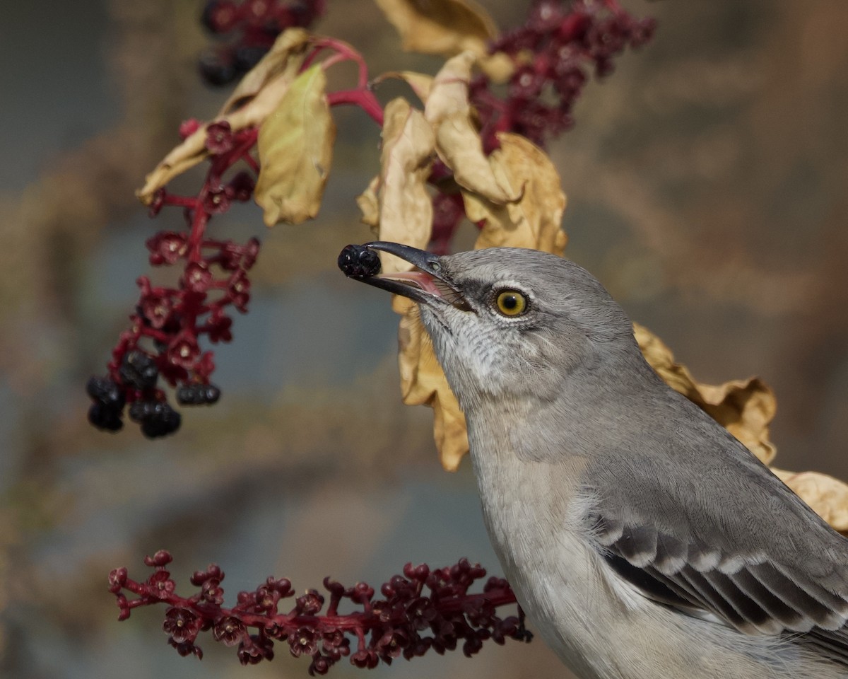 Northern Mockingbird - ML625845409