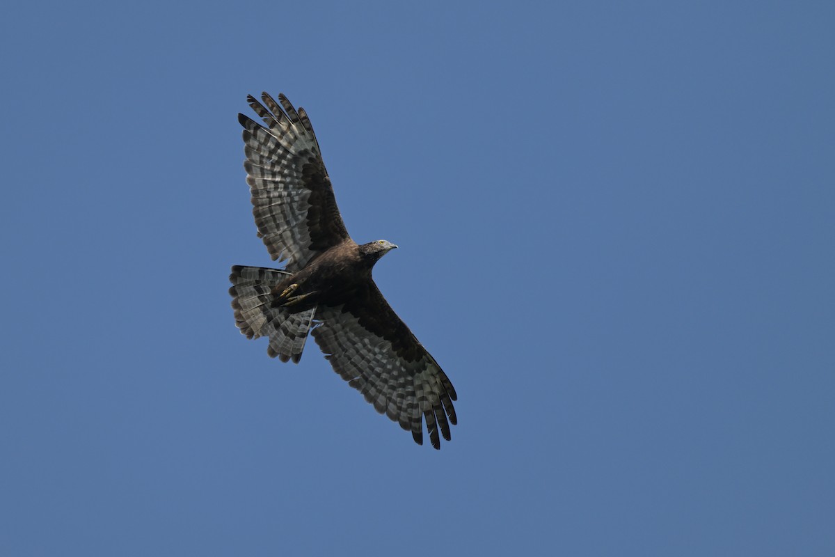 Oriental Honey-buzzard - ML625845410