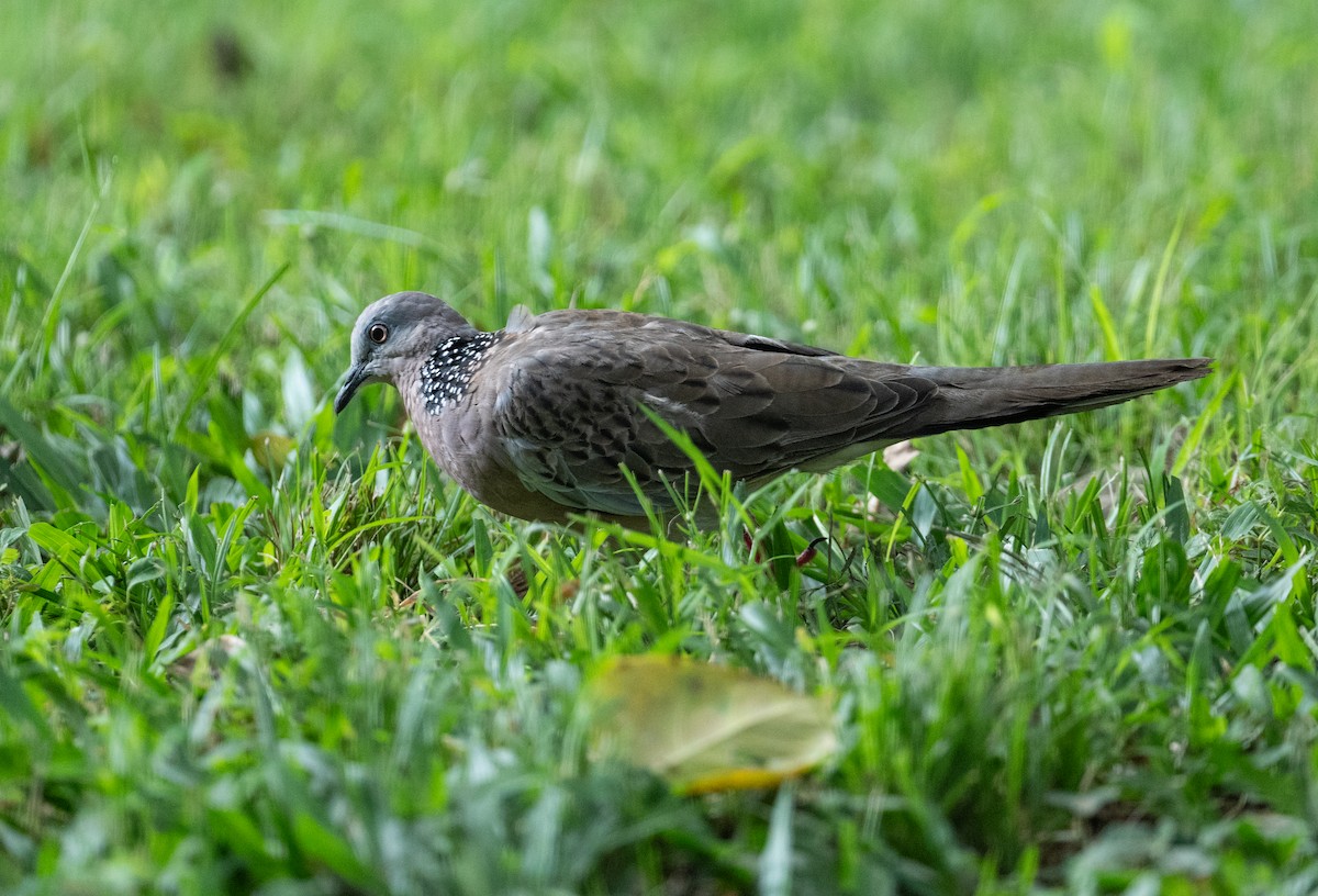 Spotted Dove - ML625845411