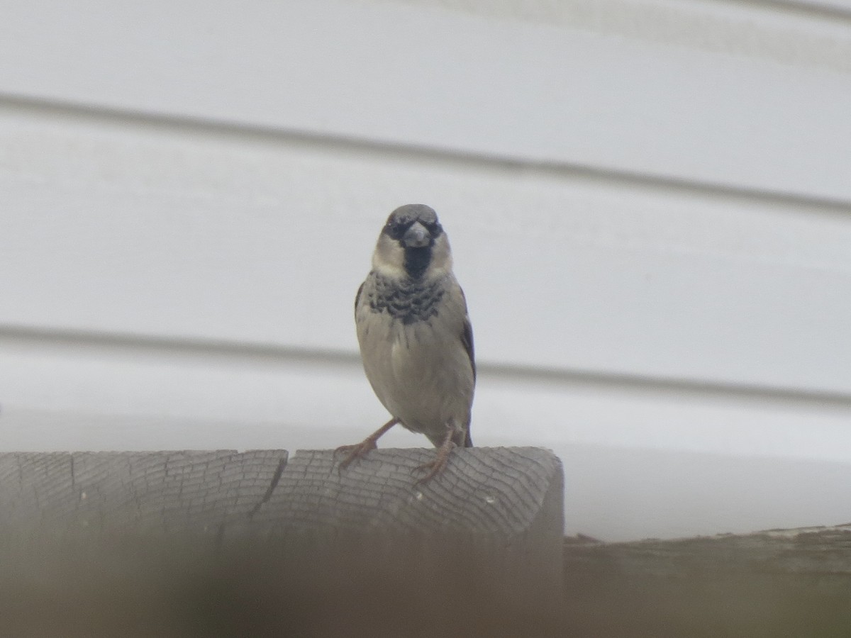 House Sparrow - ML625845413