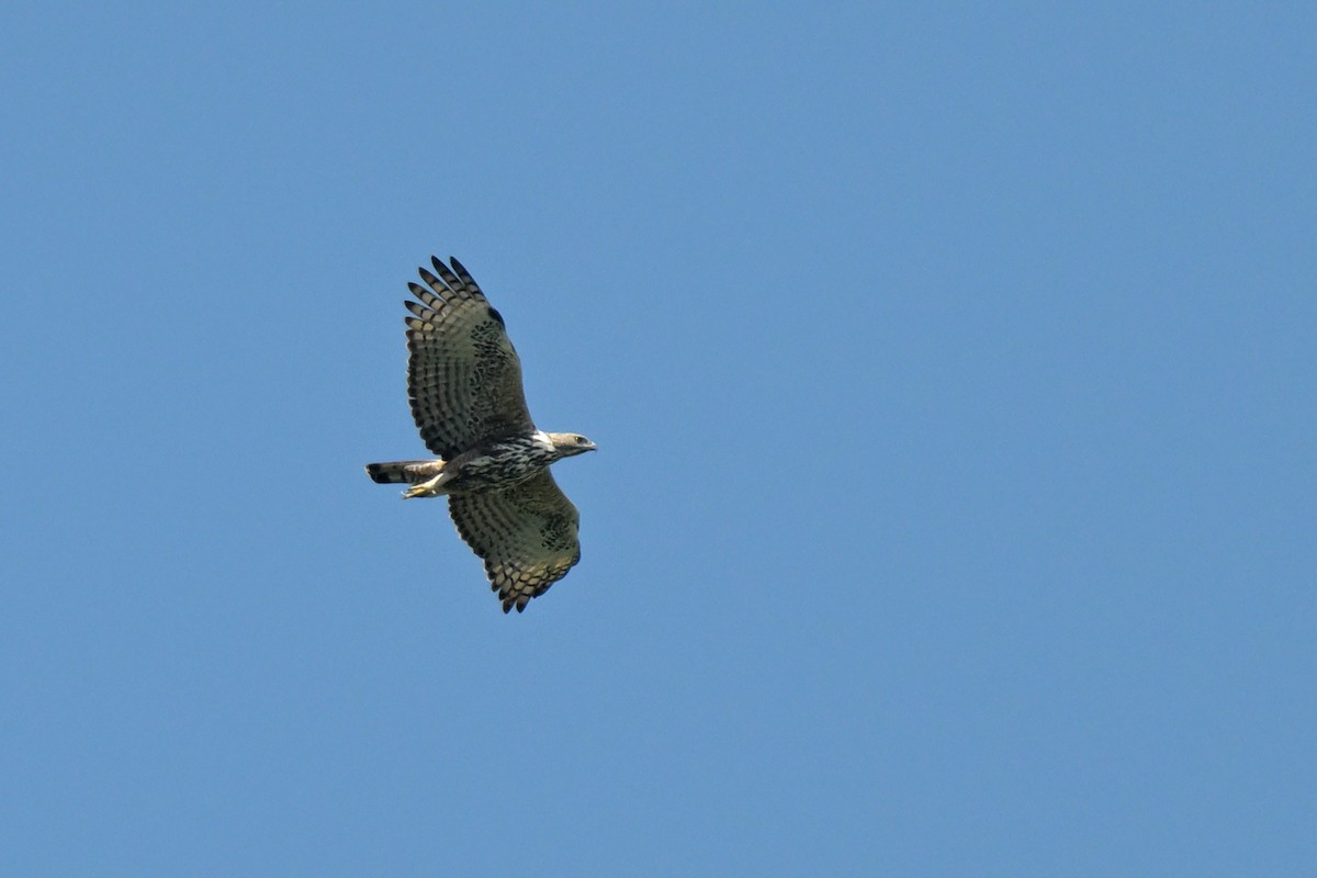 Changeable Hawk-Eagle - ML625845417