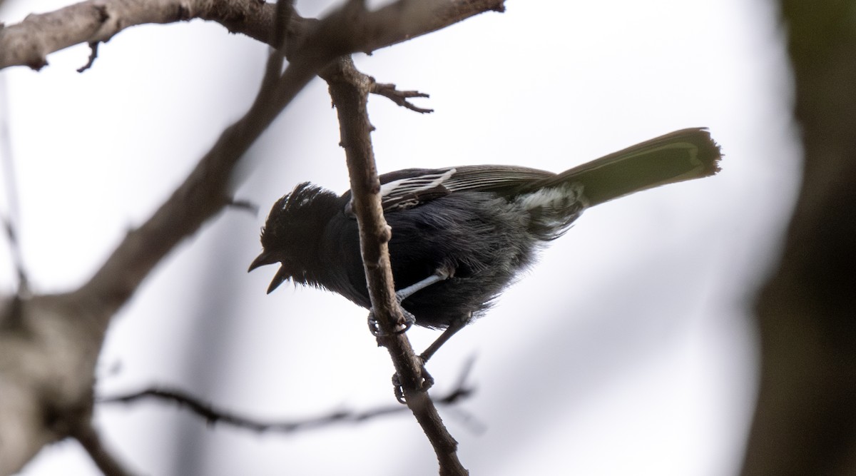 Southern Black-Tit - ML625845419