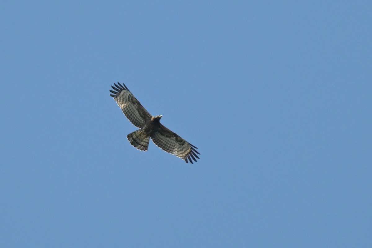 Changeable Hawk-Eagle - ML625845421