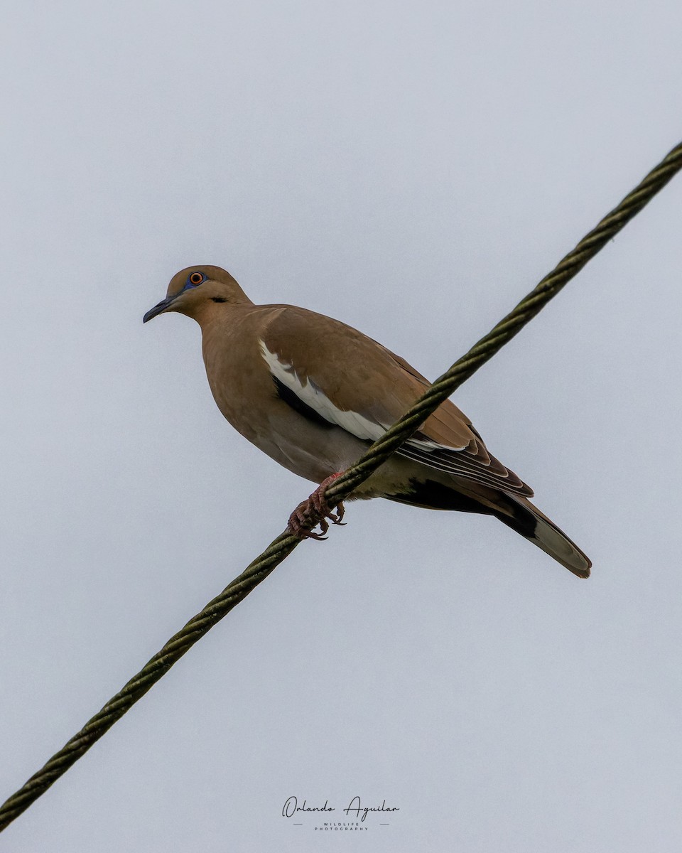 White-winged Dove - ML625845423