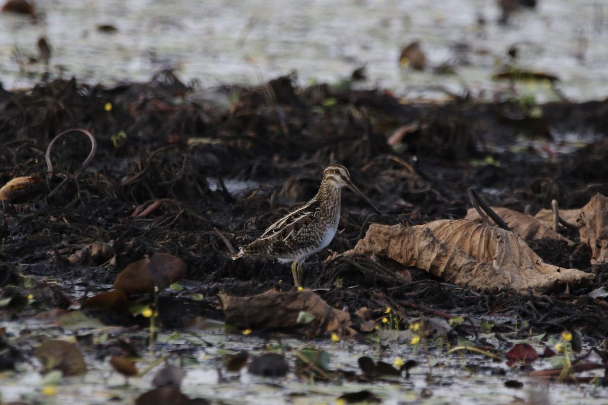 Wilson's Snipe - ML625845430