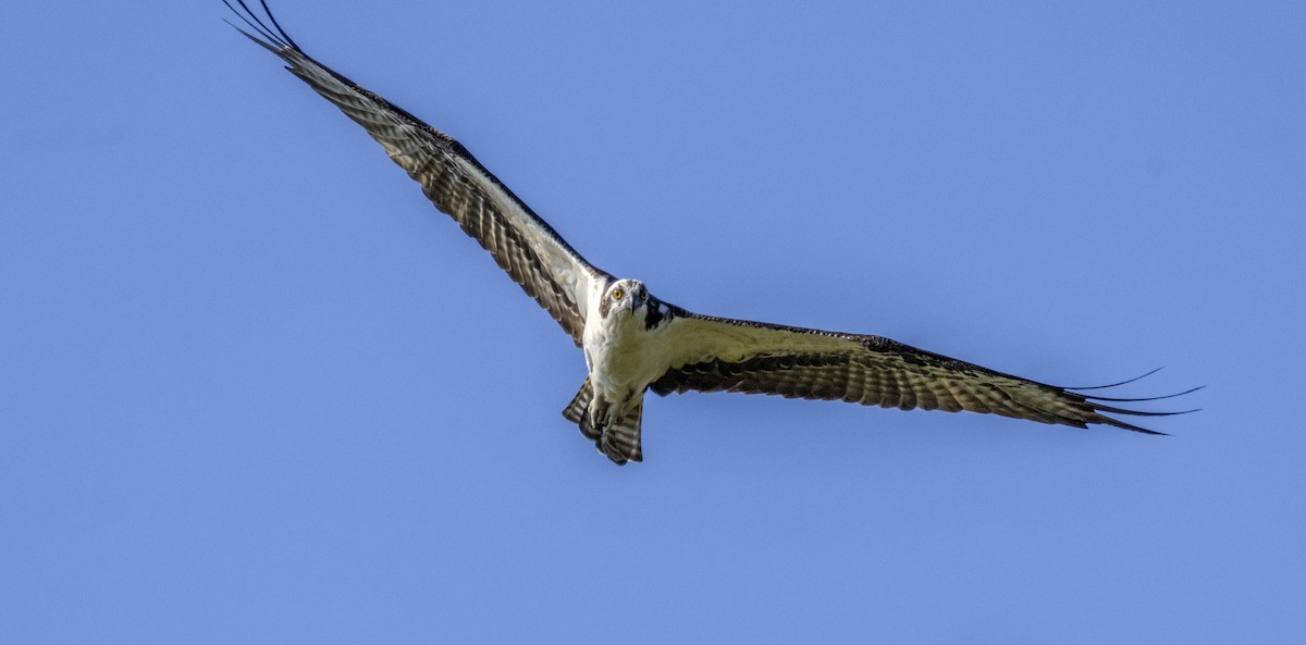 Águila Pescadora - ML625845443