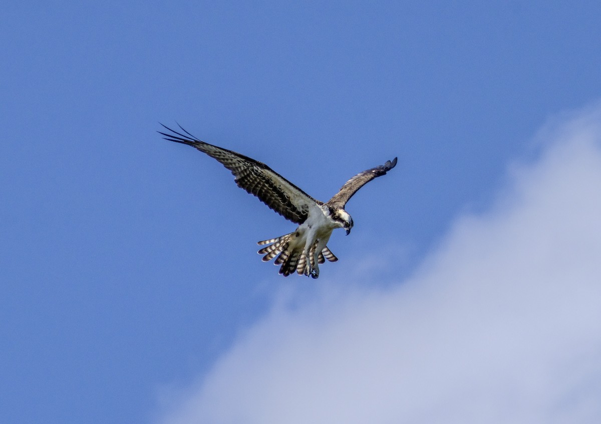 Águila Pescadora - ML625845444