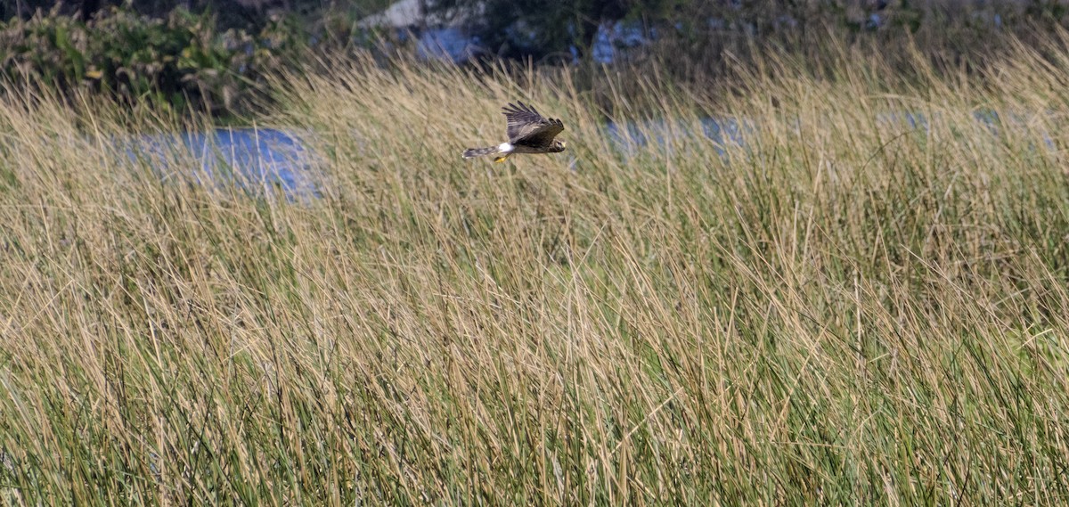 Aguilucho de Hudson - ML625845466