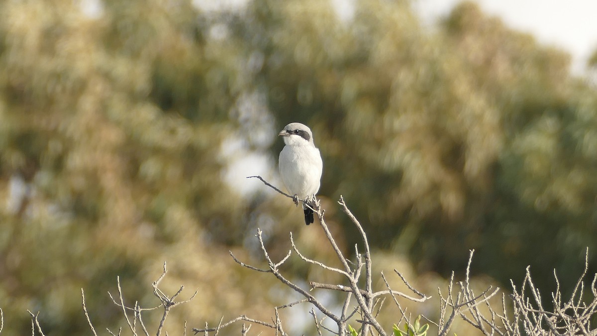 Great Gray Shrike - ML625845698