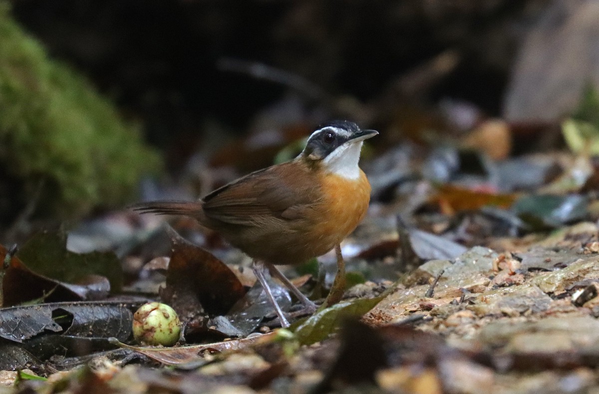 Bornean Black-capped Babbler - ML625845714