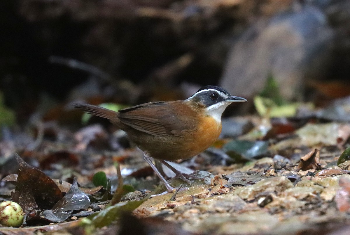 Bornean Black-capped Babbler - ML625845715