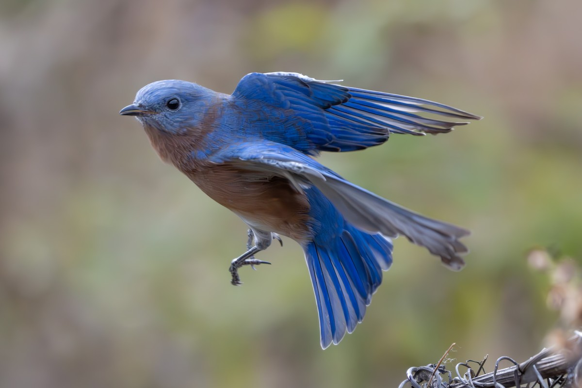 Eastern Bluebird - ML625845793