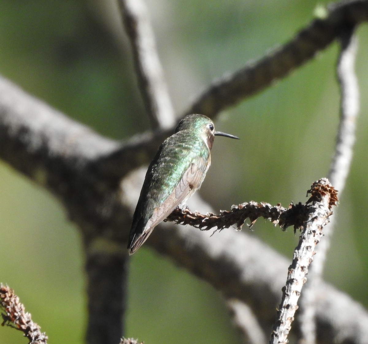 Broad-tailed Hummingbird - ML625845796