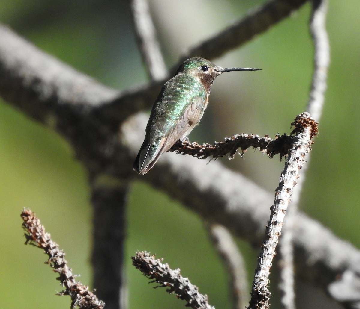 Broad-tailed Hummingbird - ML625845797