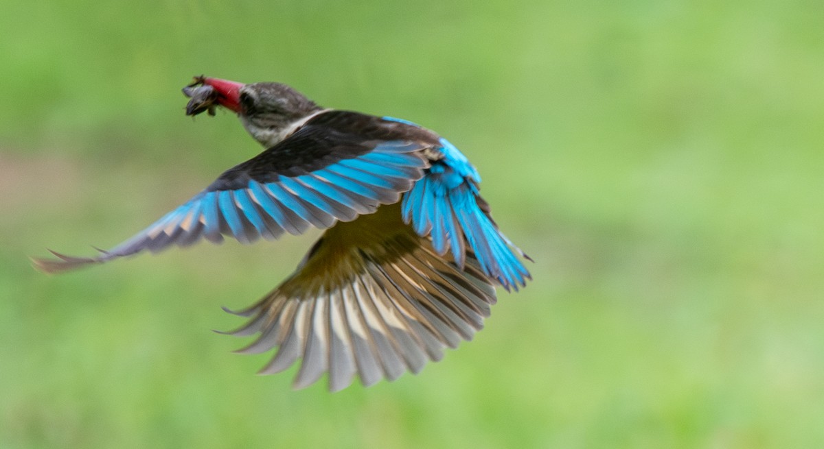 Brown-hooded Kingfisher - ML625845802