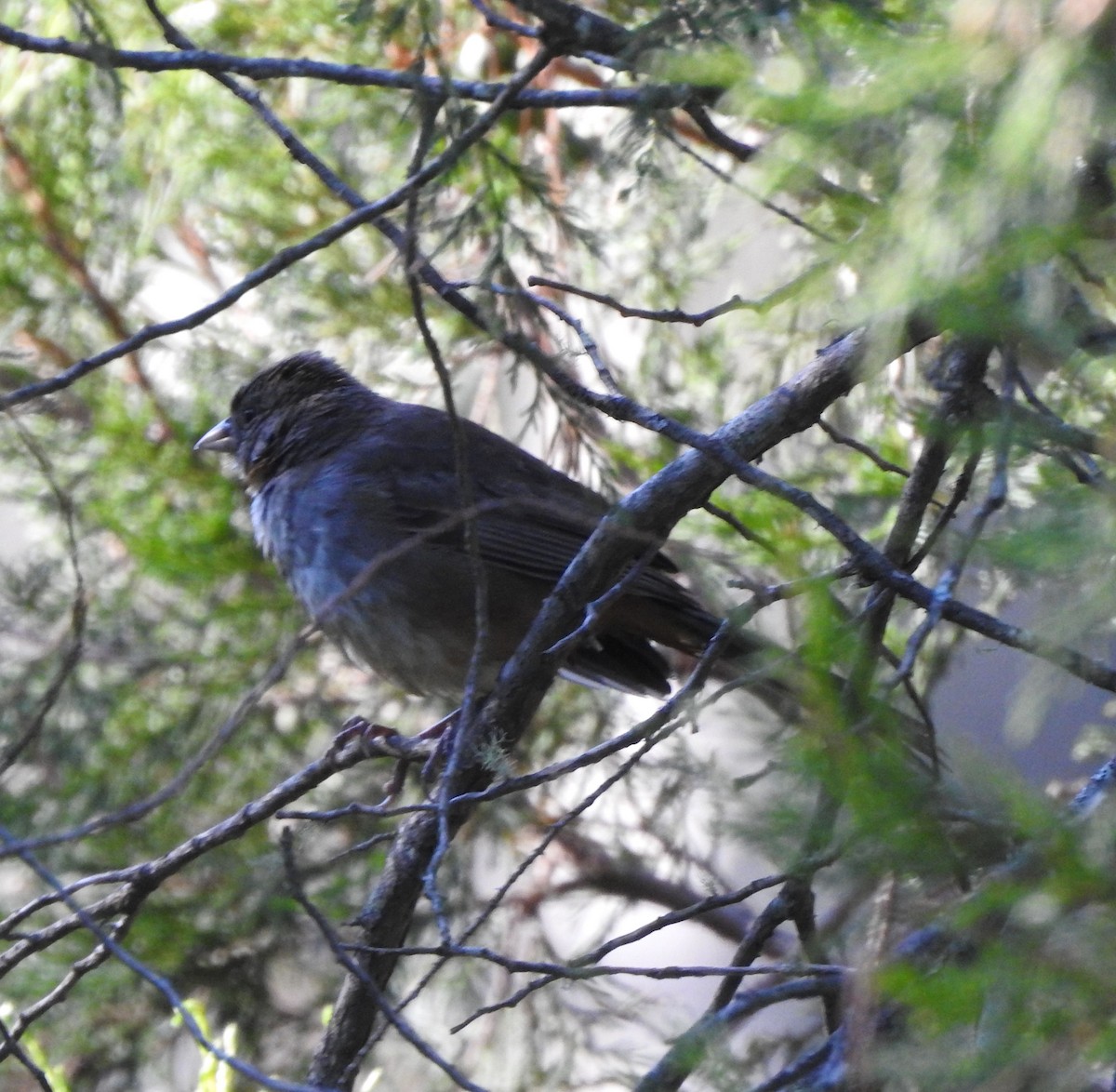 White-throated Towhee - ML625845805