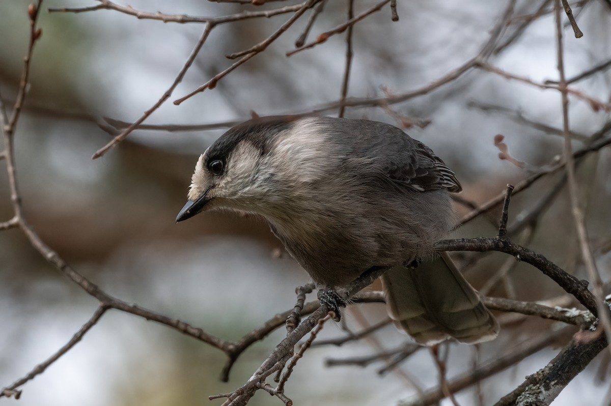 Canada Jay - ML625845806