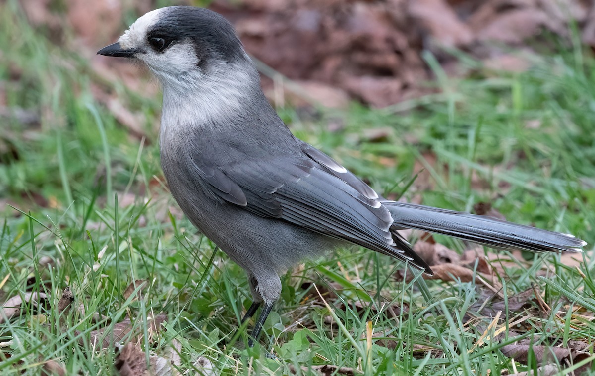 Canada Jay - ML625845807