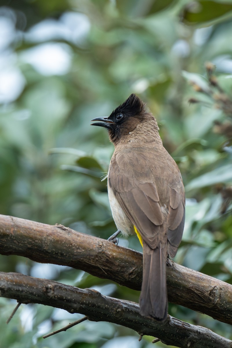 Common Bulbul - ML625845810